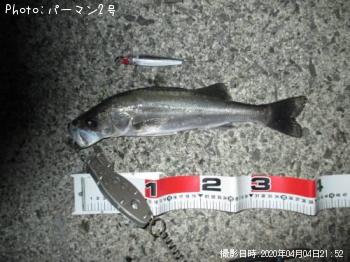 シーバス