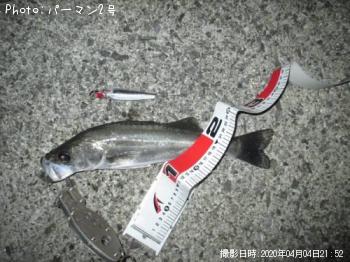 シーバス
