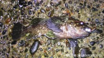 饽