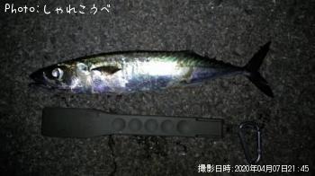 サバ