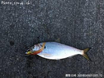 コノシロ