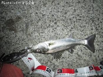 シーバス