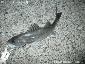 シーバス