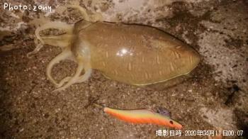 モンゴウイカ