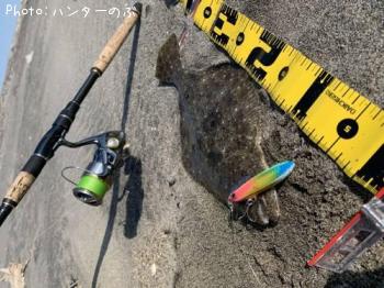 ヒラメ