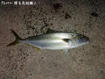 ヒラマサ