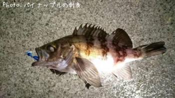 メバル