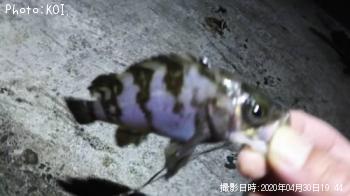 メバル
