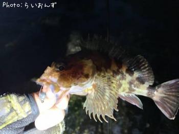 カサゴ