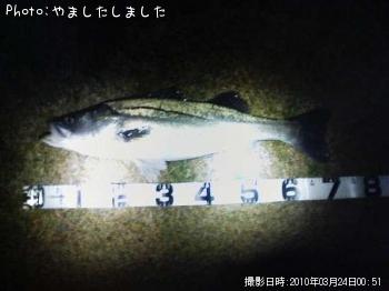シーバス