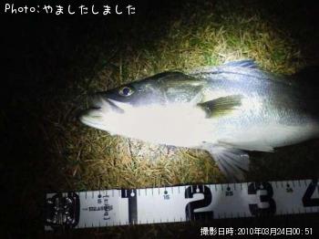 シーバス