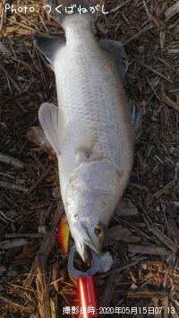 釣果海外