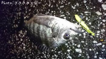 クロダイ