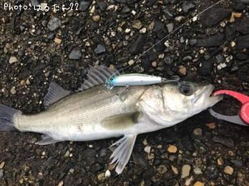 シーバス