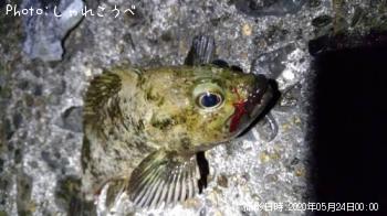 饽