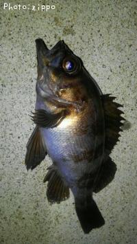 メバル