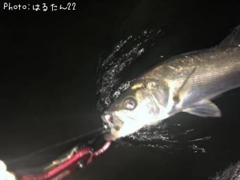 シーバス
