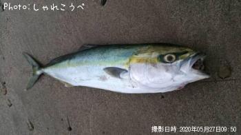 イナダ