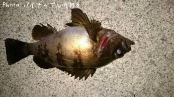 メバル