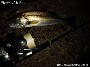 シーバス