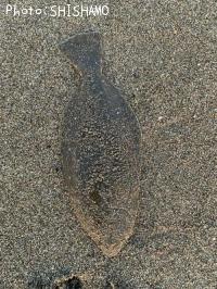 ヒラメ