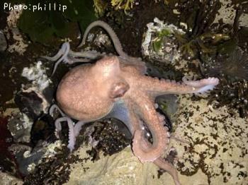 タコ