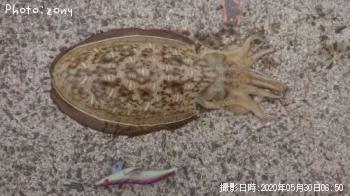 モンゴウイカ