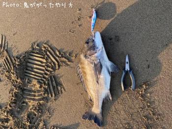 クロダイ