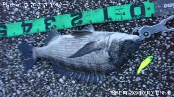 クロダイ