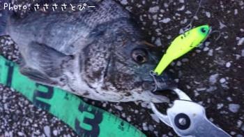 クロダイ
