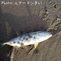 青物