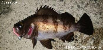 メバル