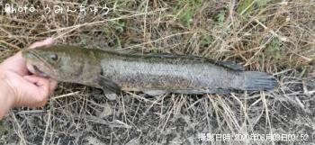 雷魚