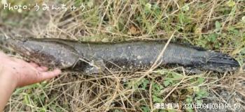 雷魚