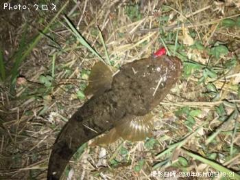 マゴチ