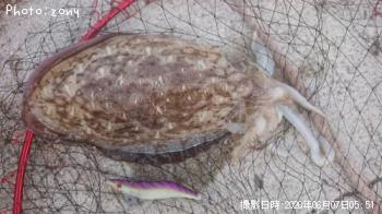 モンゴウイカ