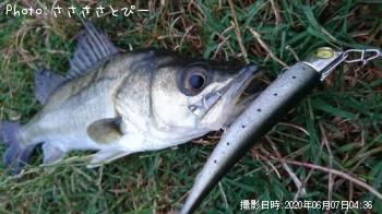 シーバス＆ワカシ