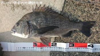 クロダイ