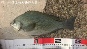 クロダイ