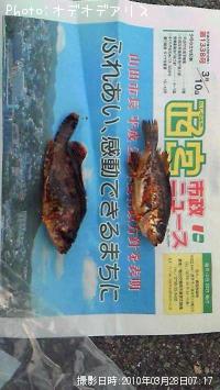 メバル