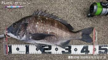 クロダイ
