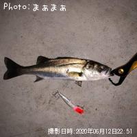 シーバス