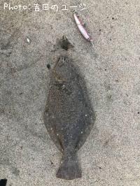 ヒラメ