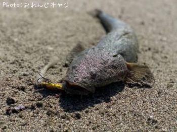 マゴチ