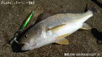ヒラメ