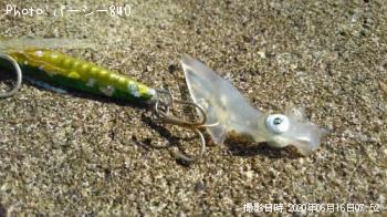 ヒラメ