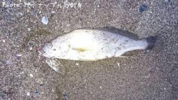イシモチ