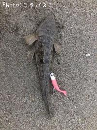 マゴチ