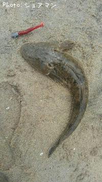 ޥ