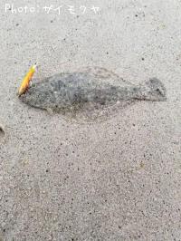 ヒラメ